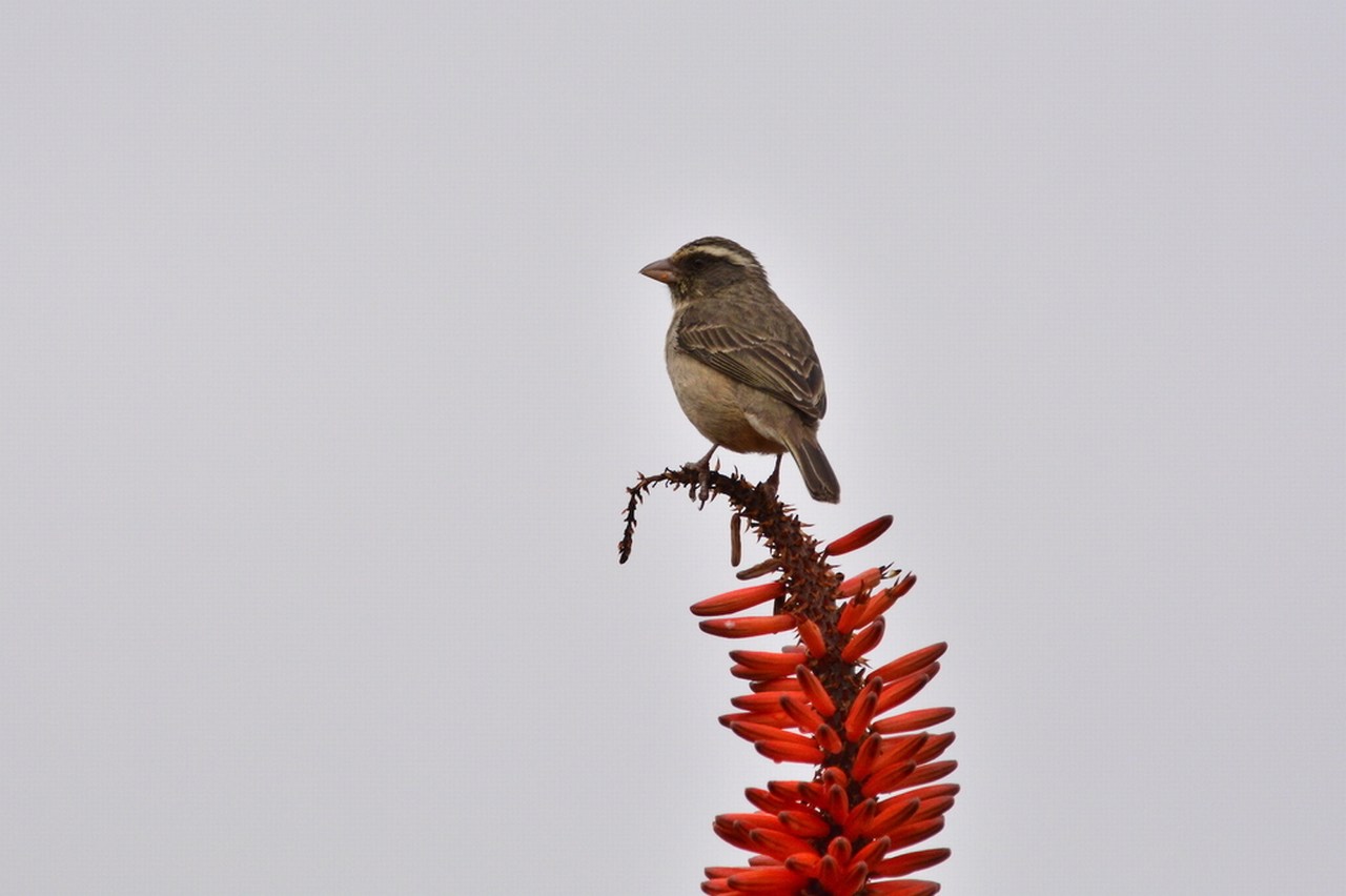Crithagra gularis humilis Crithagra gularis humilis